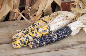 corn